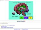 Brain Structures (Images, Interactif)