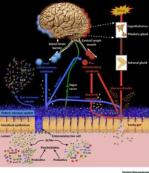 Psychobiotics and the Manipulation of Bacteria–Gut–Brain Signals