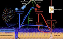 Psychobiotics and the Manipulation of Bacteria–Gut–Brain Signals